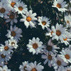 lucky_star_22